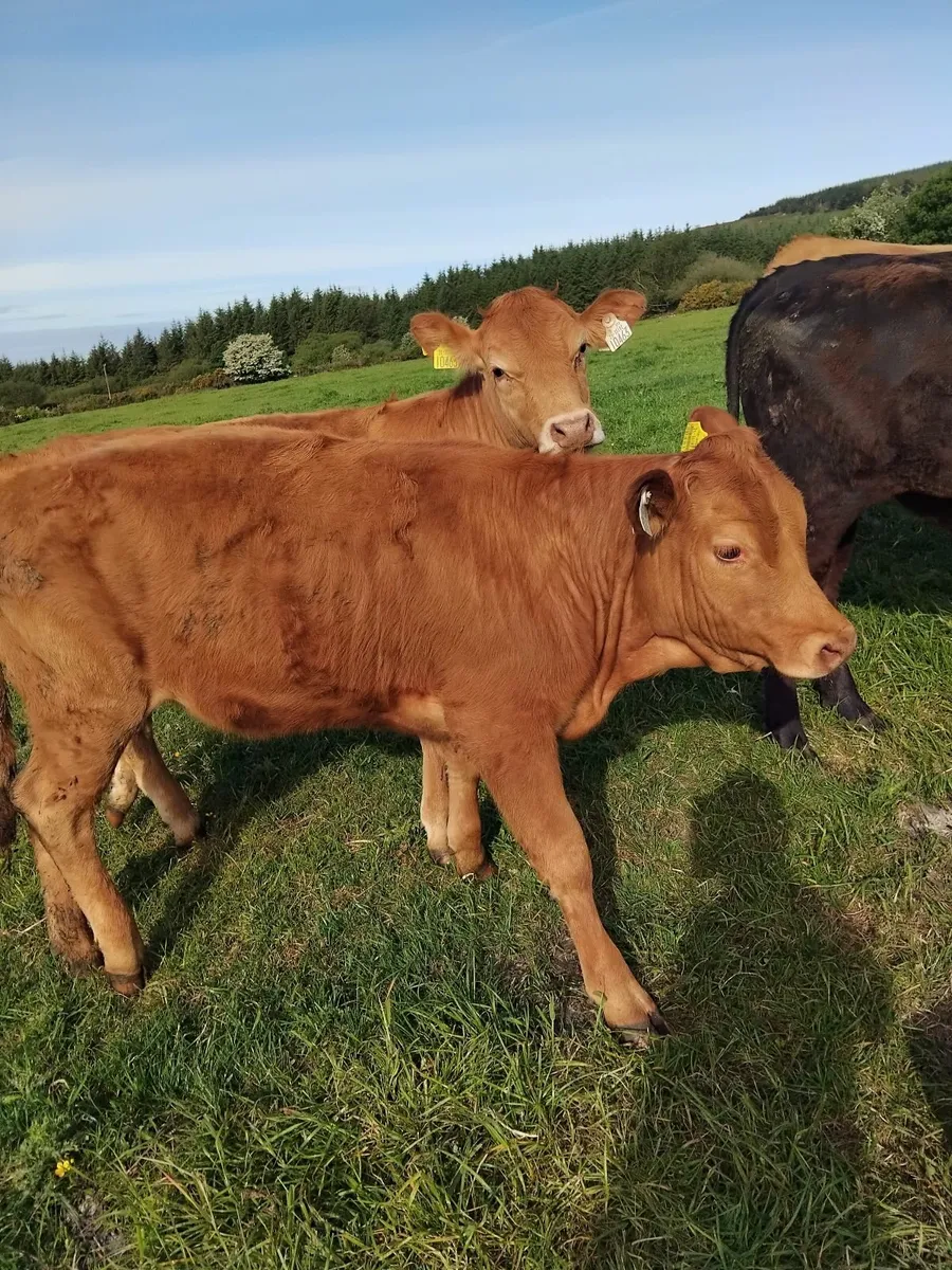 300kg Heifers - Image 4