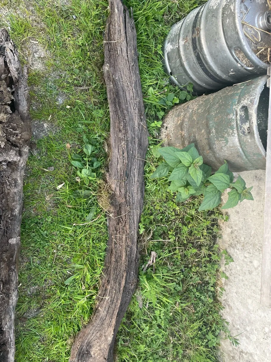 Bog  oak - Image 1