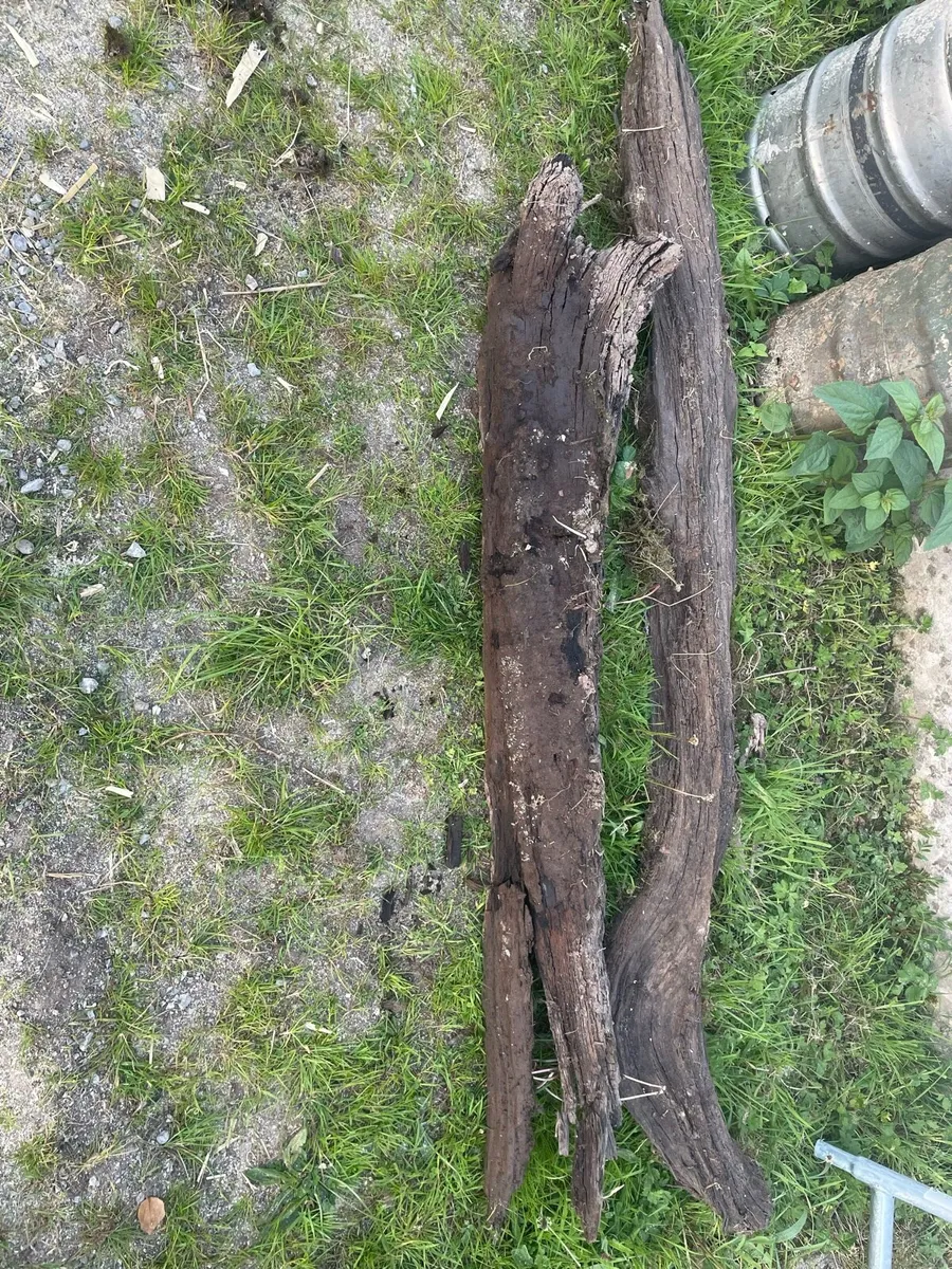 Bog  oak - Image 2