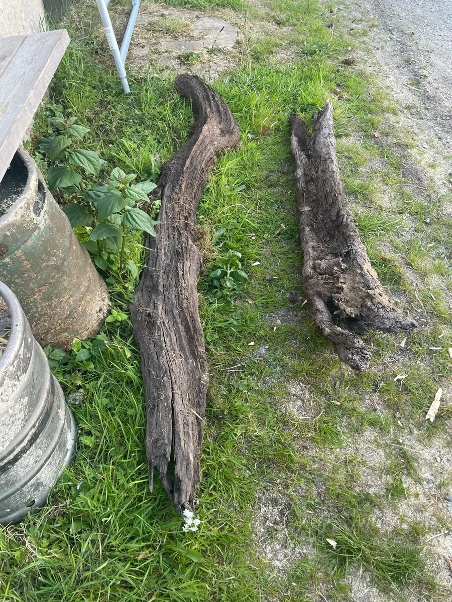 Bog  oak - Image 3