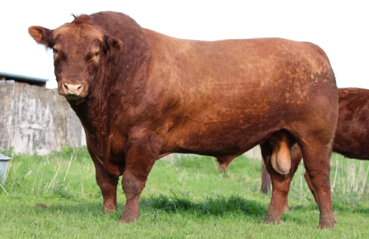 Lisduff Angus Bulls - Image 2