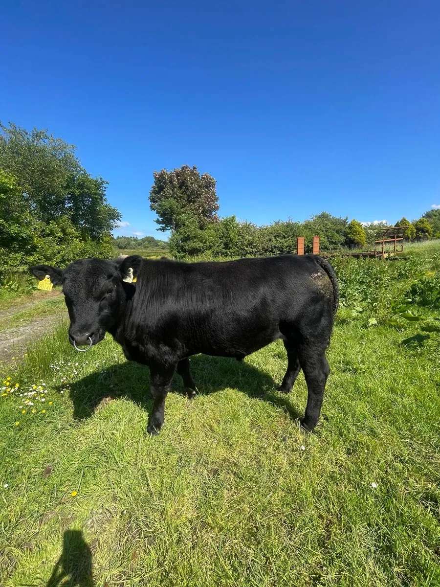 Pbnr Angus bull - Image 1