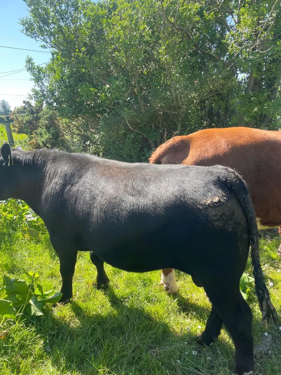 Pbnr Angus bull - Image 3