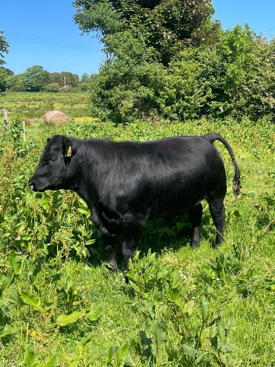 Pbnr Angus bull - Image 4