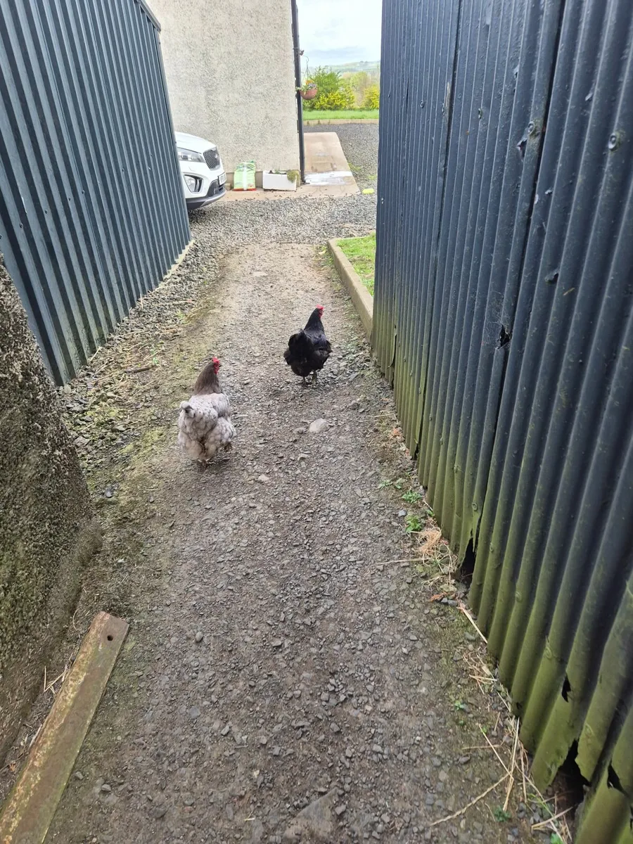 Hens & Rooster - Image 1