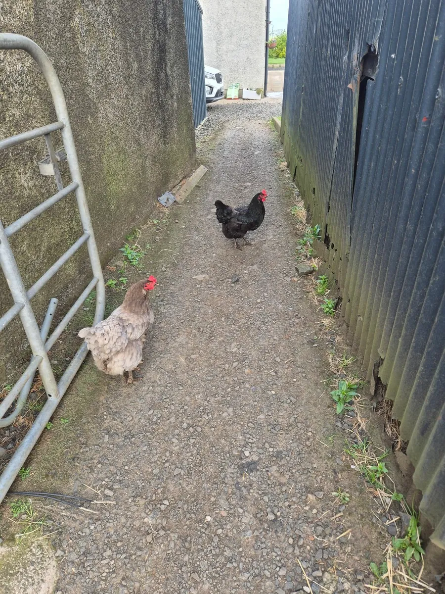 Hens & Rooster - Image 2