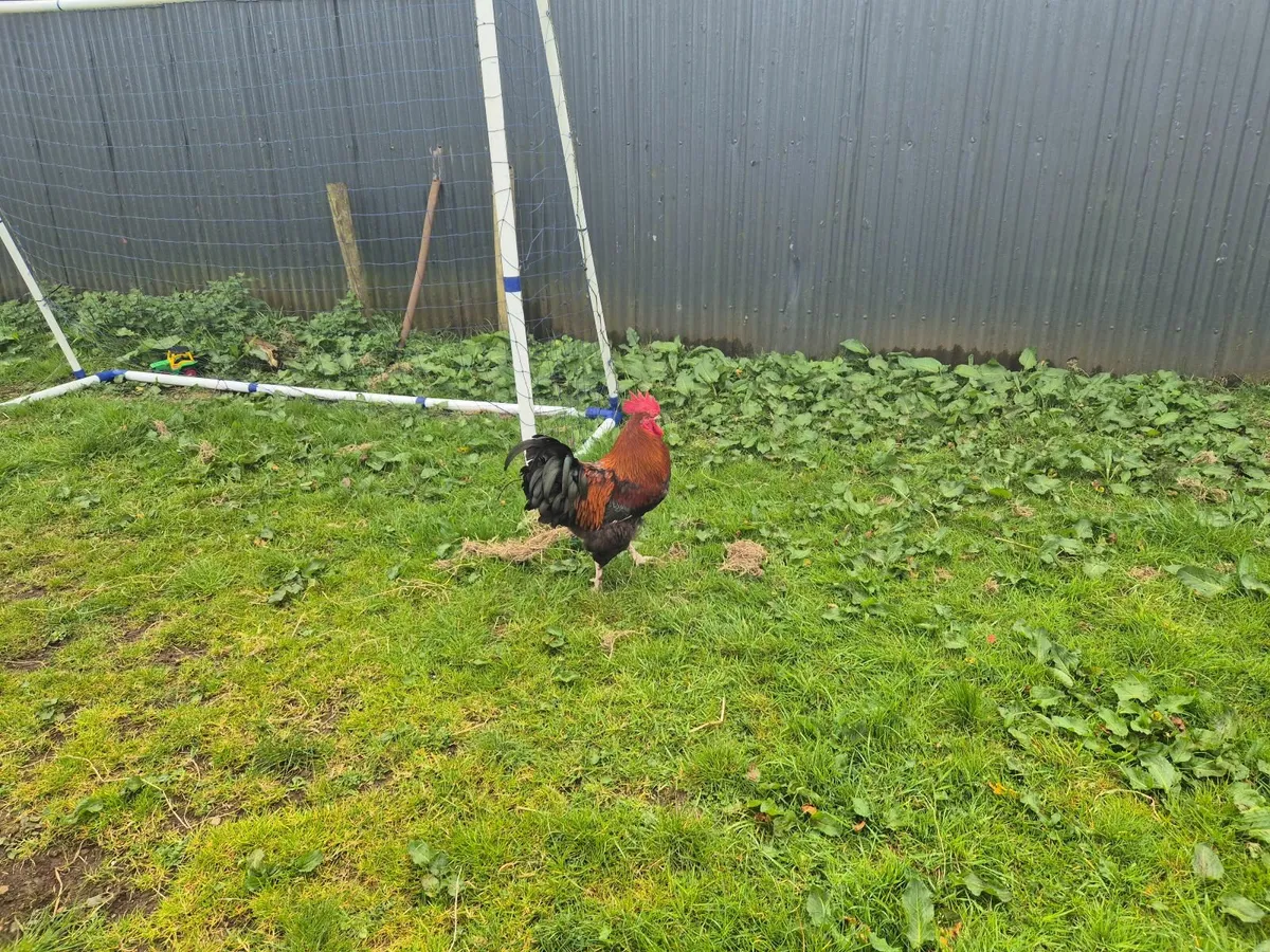 Hens & Rooster - Image 3