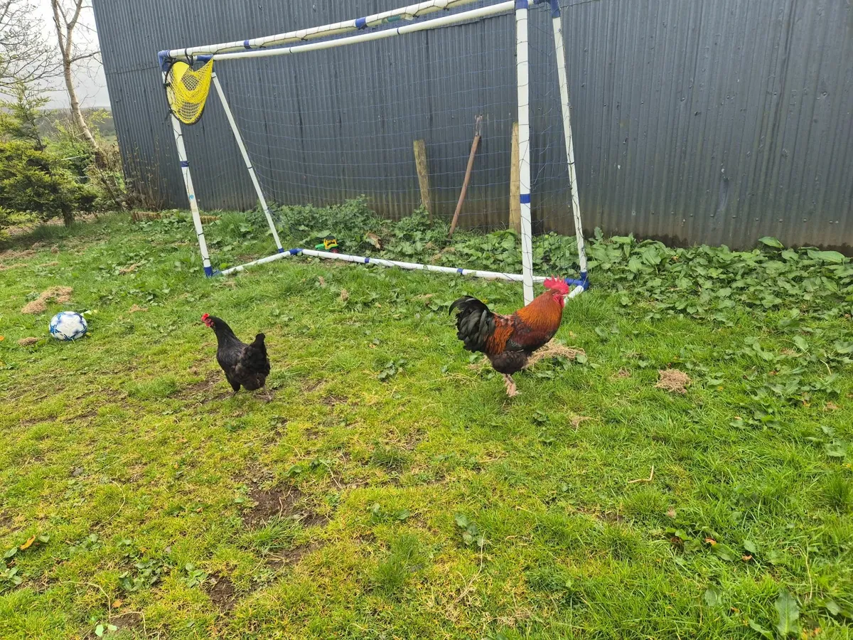 Hens & Rooster - Image 4