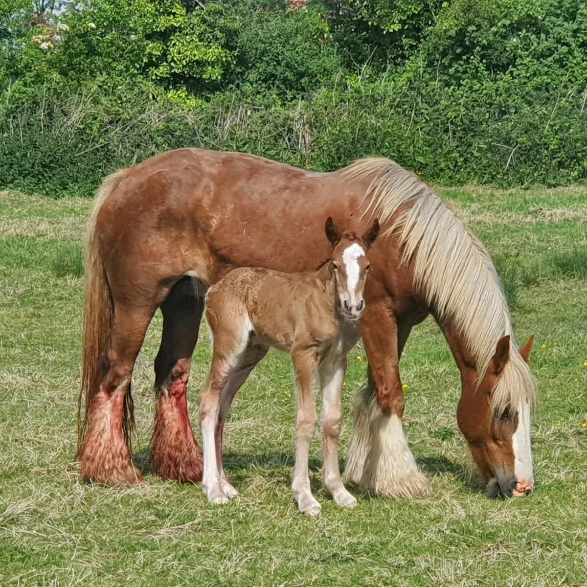 Mare and filly foal born 23/52025 - Image 1