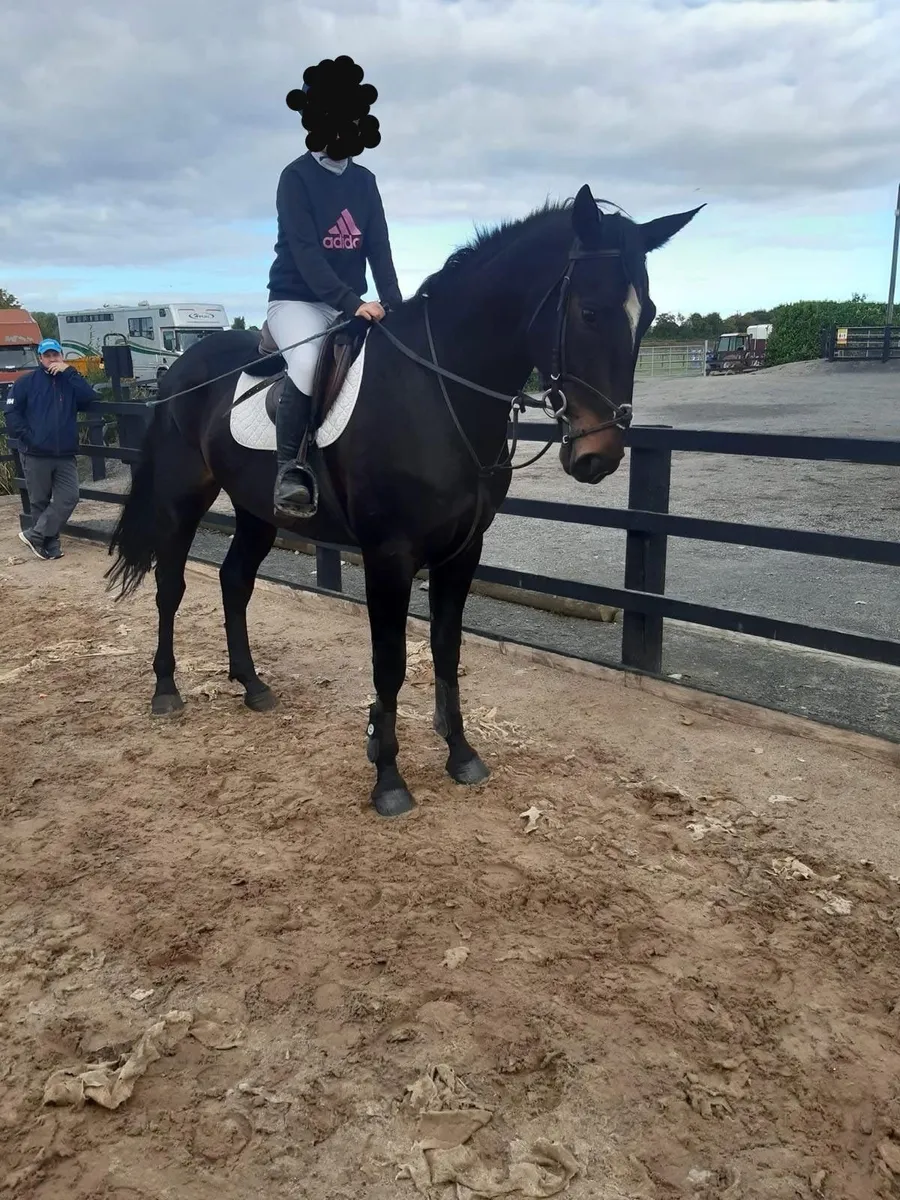 Affordable all- rounder gelding