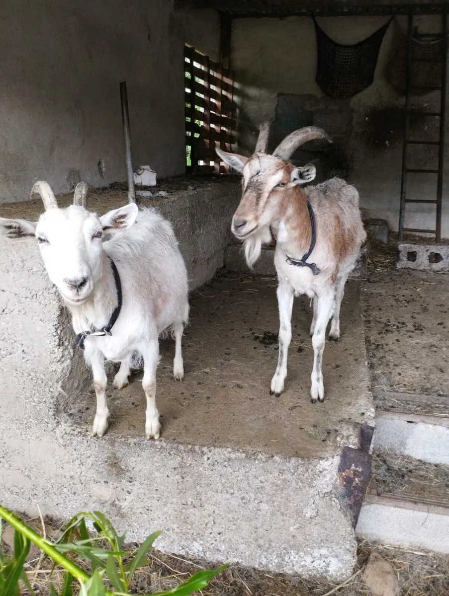 Goats