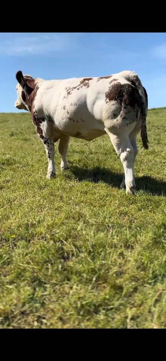 Blue cross heifer - Image 2