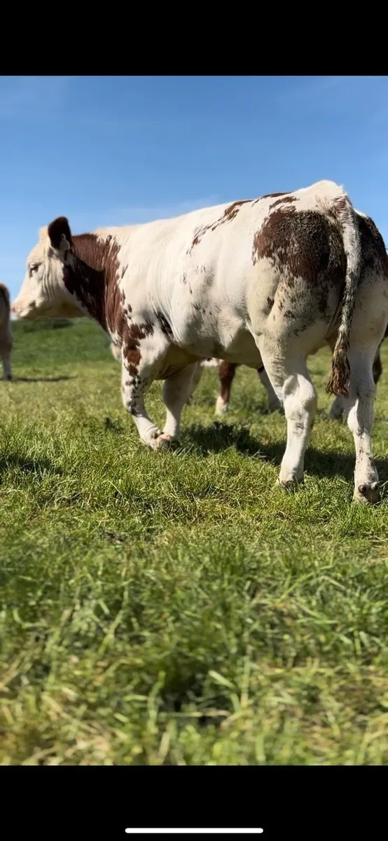 Blue cross heifer - Image 3