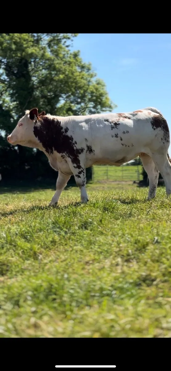 Blue cross heifer - Image 1