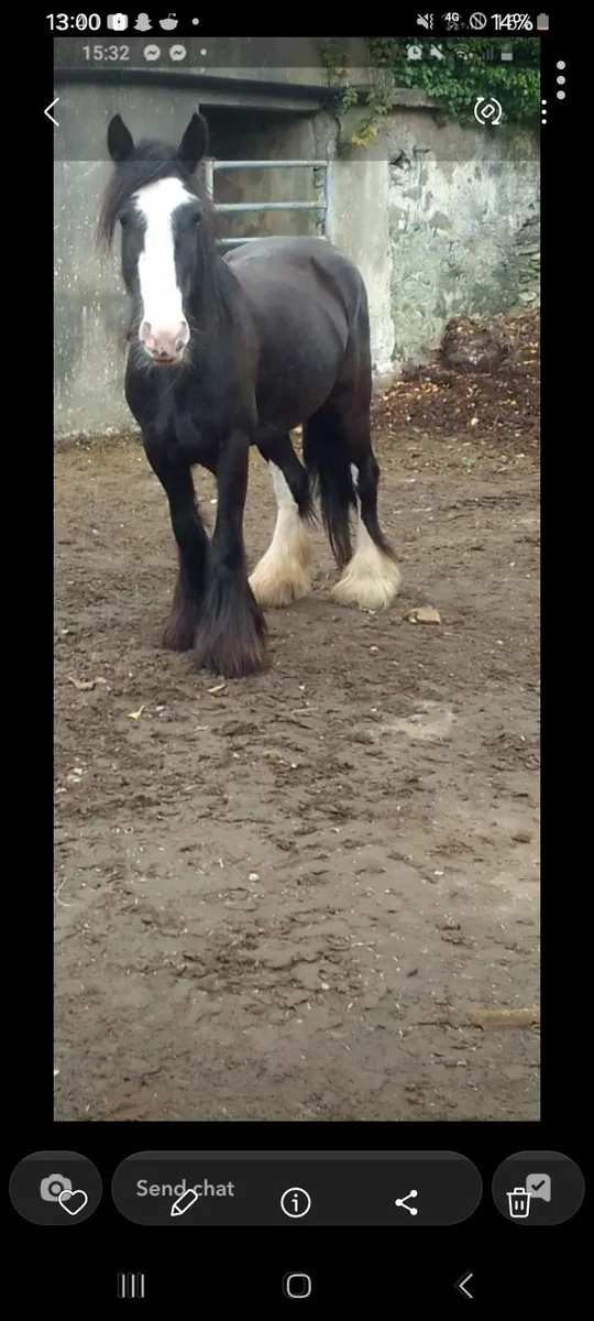 5 year old mare