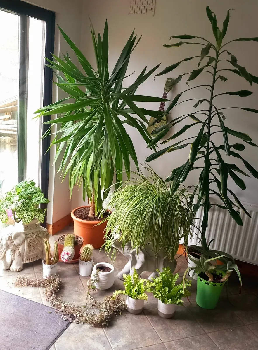 PLANTS - Set of 13  Fully grown House Plants - Image 1