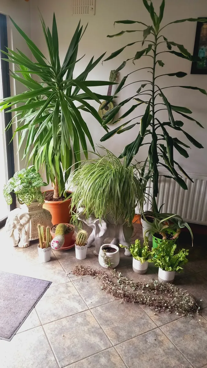 PLANTS - Set of 13  Fully grown House Plants - Image 3