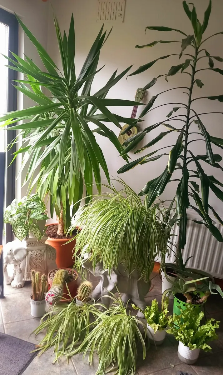 PLANTS - Set of 13  Fully grown House Plants - Image 4