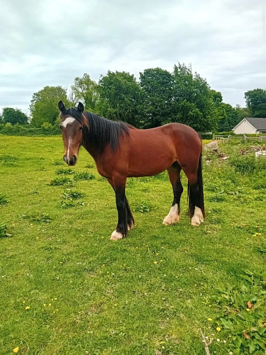 4 year old filly - Image 1