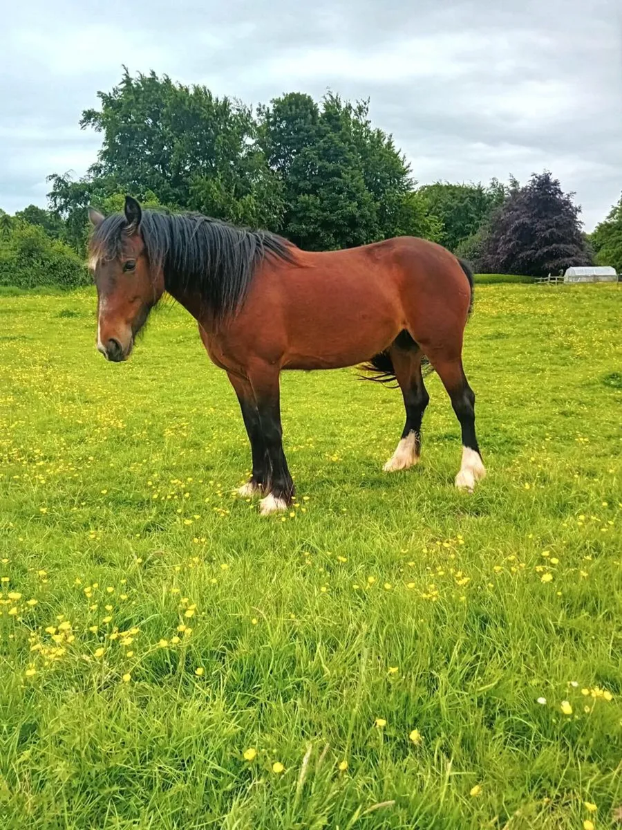 4 year old filly - Image 2
