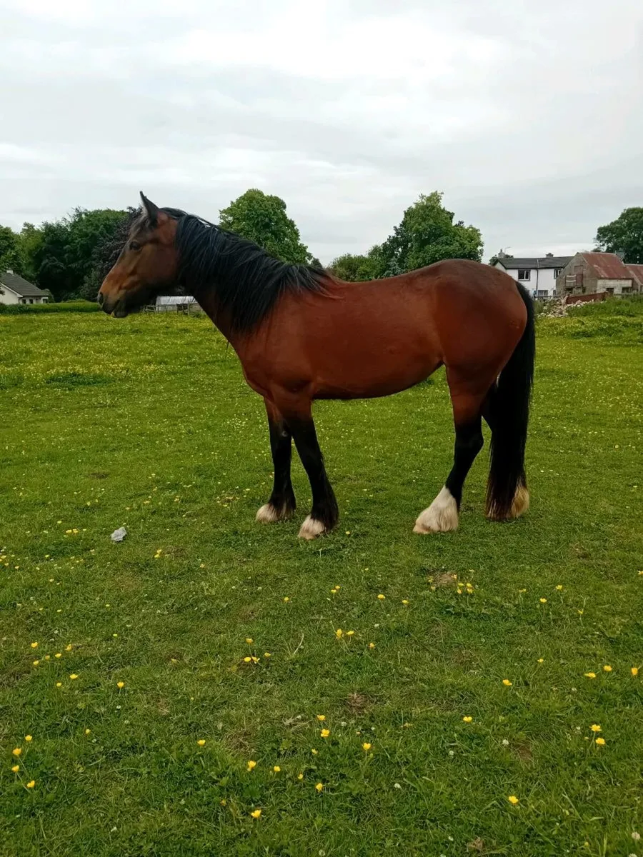 4 year old filly - Image 3