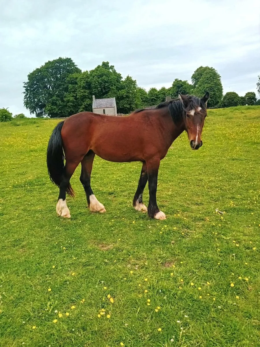 4 year old filly - Image 4