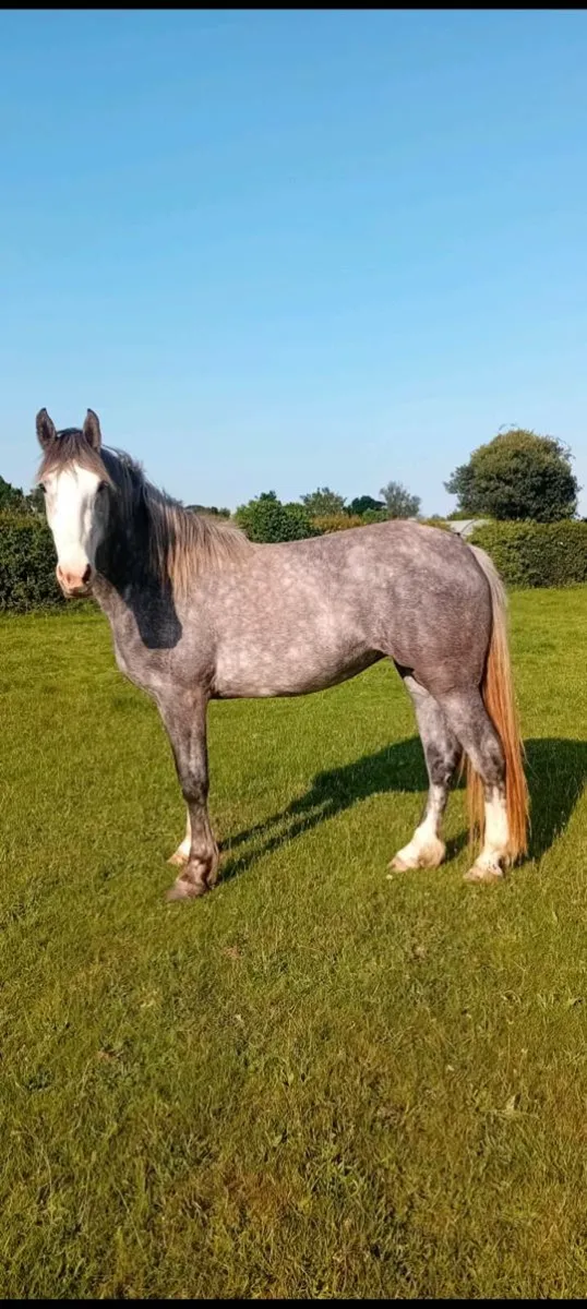 3 year old Irish draught filly - Image 1