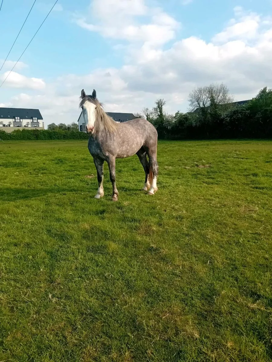 3 year old Irish draught filly - Image 2