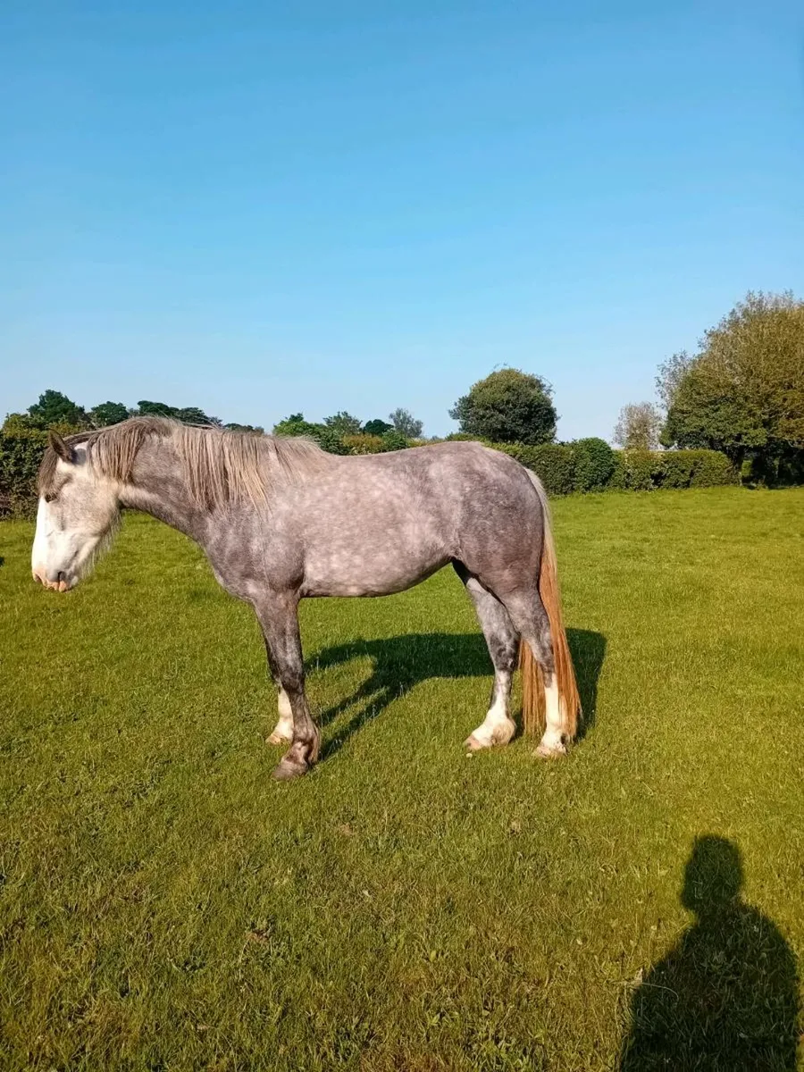 3 year old Irish draught filly - Image 3