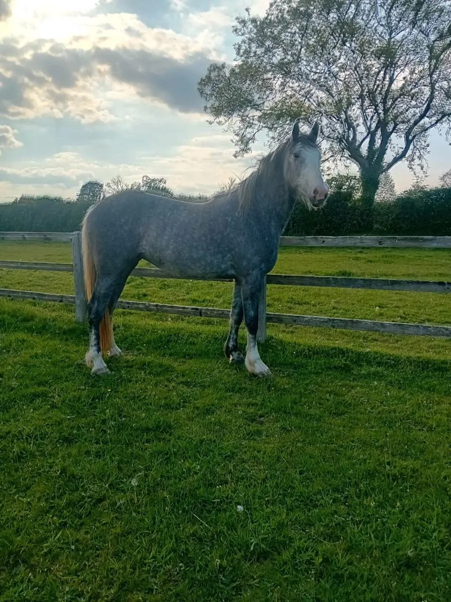 3 year old Irish draught filly - Image 4
