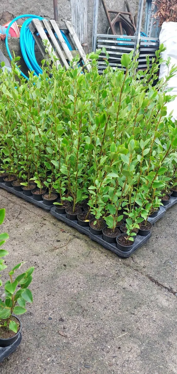 Griselinia Hedging - Image 4