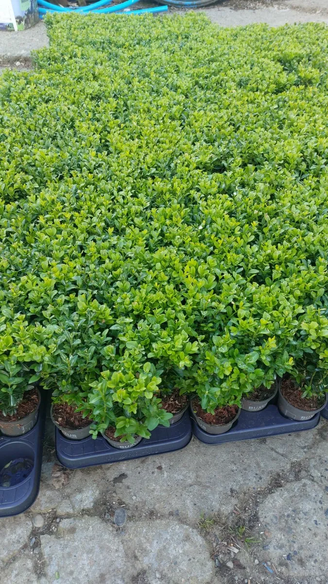 Box Hedging - Image 2