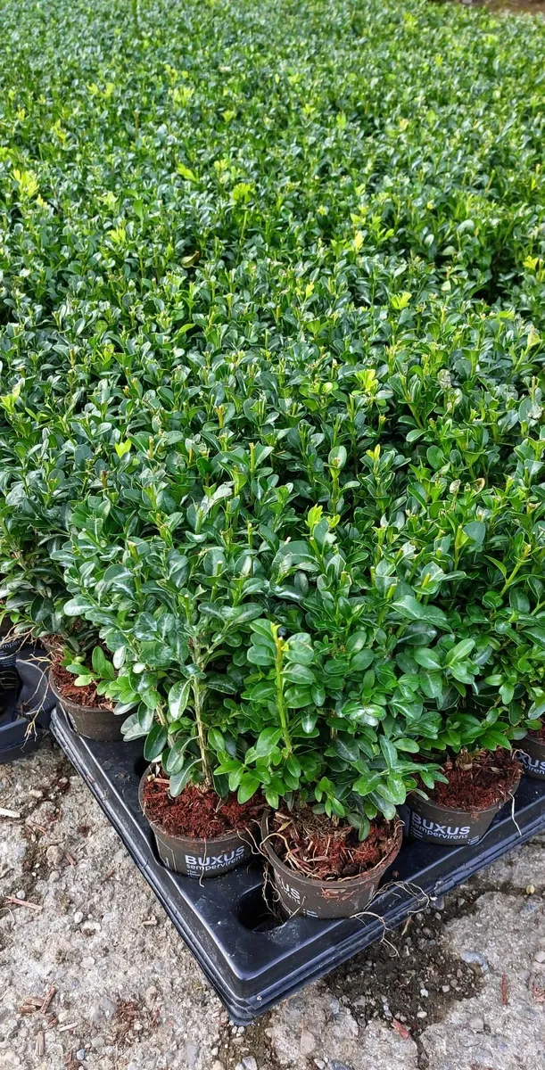 Box Hedging - Image 3