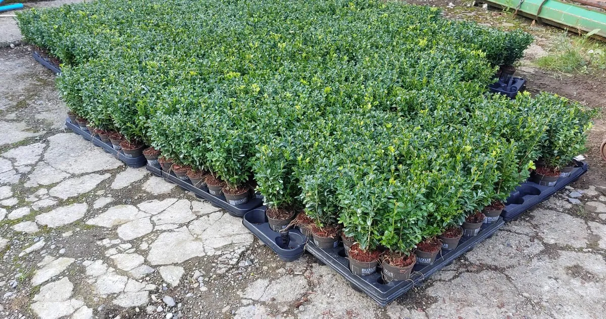 Box Hedging - Image 4