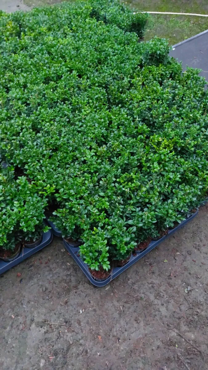 Box Hedging - Image 1