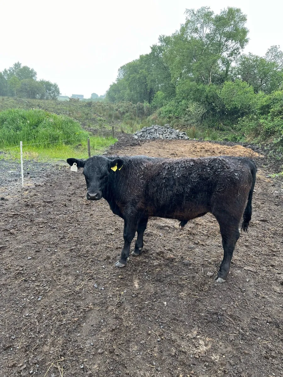 Pure bred Angus bull /heifer - Image 1