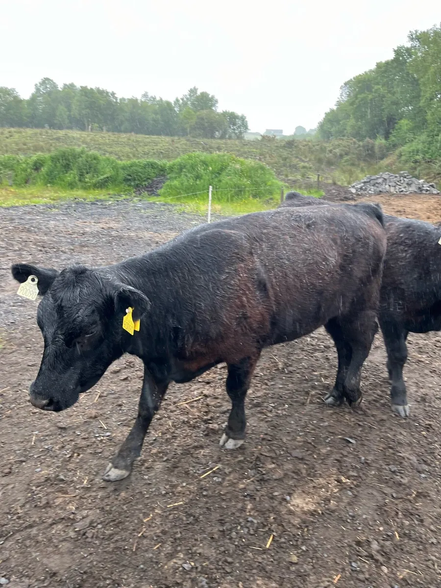 Pure bred Angus bull /heifer - Image 2