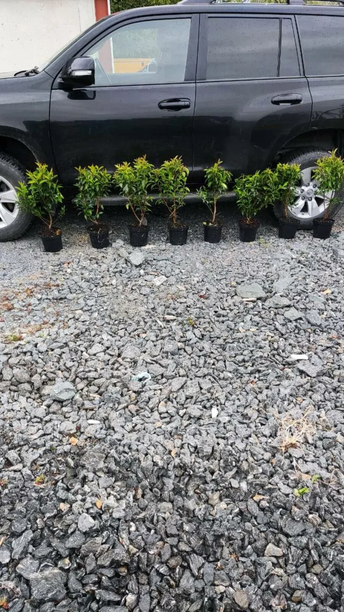 3 litre Pot Portuguese Laurel Hedging just 5 euro - Image 1