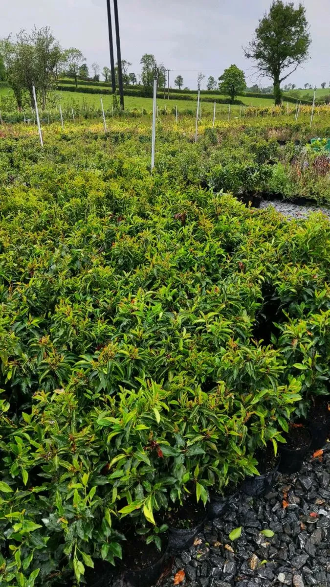 3 litre Pot Portuguese Laurel Hedging just 5 euro - Image 2