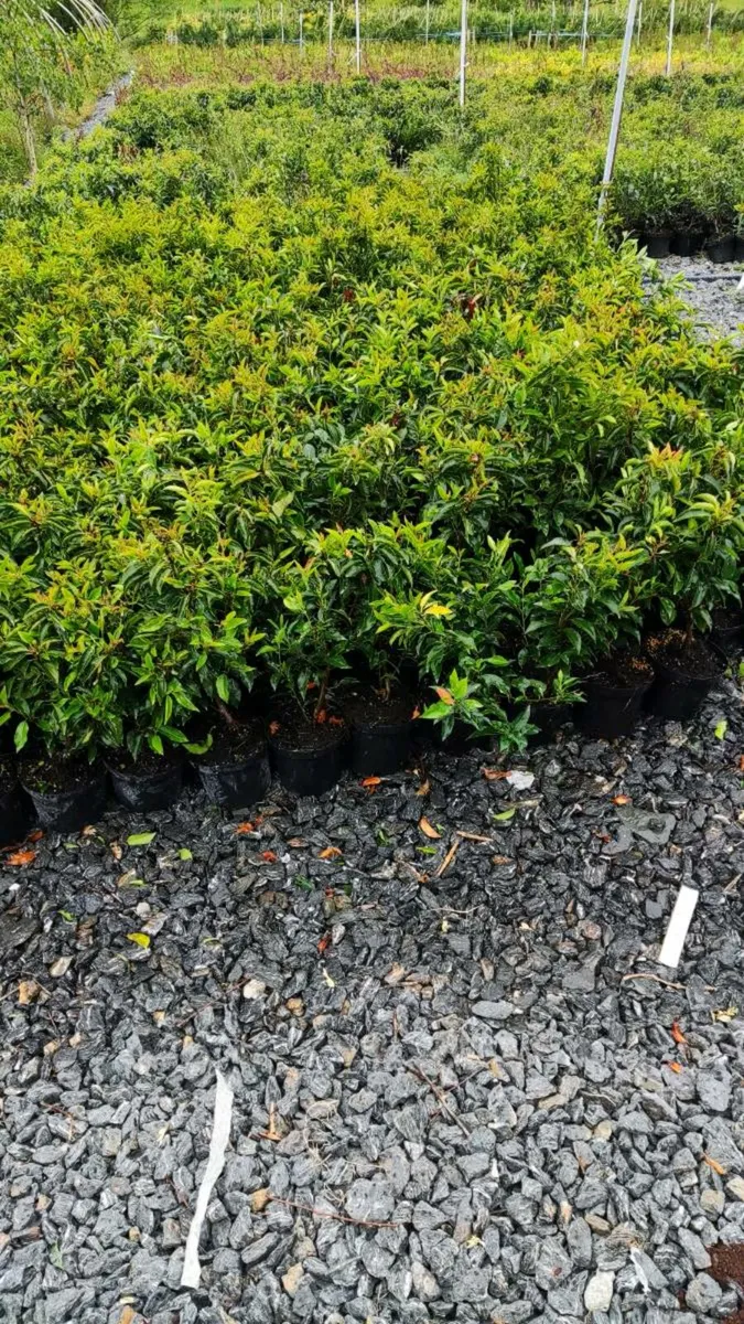 3 litre Pot Portuguese Laurel Hedging just 5 euro - Image 3