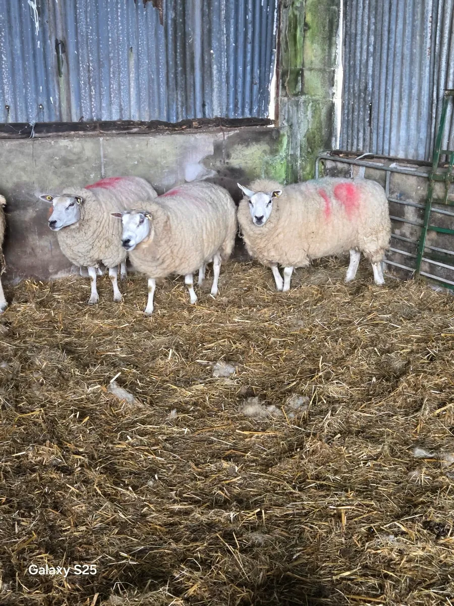 3 breeding Ewes - Image 1