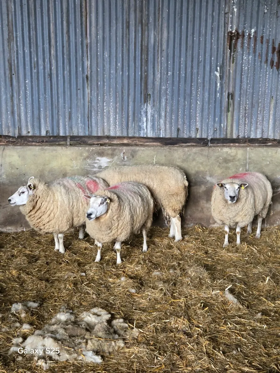 3 breeding Ewes - Image 2