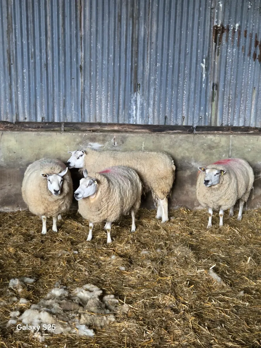 3 breeding Ewes - Image 3