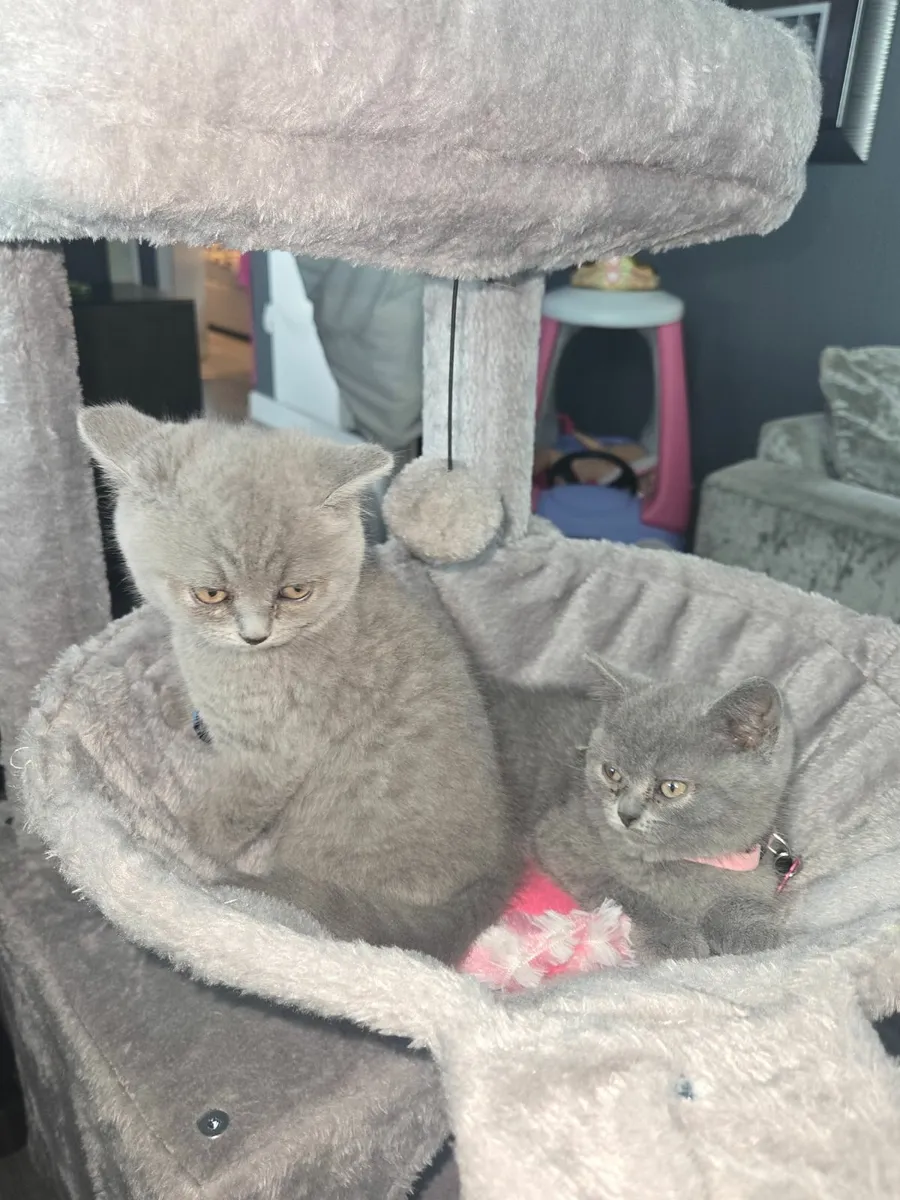 British short hair kittens - Image 1