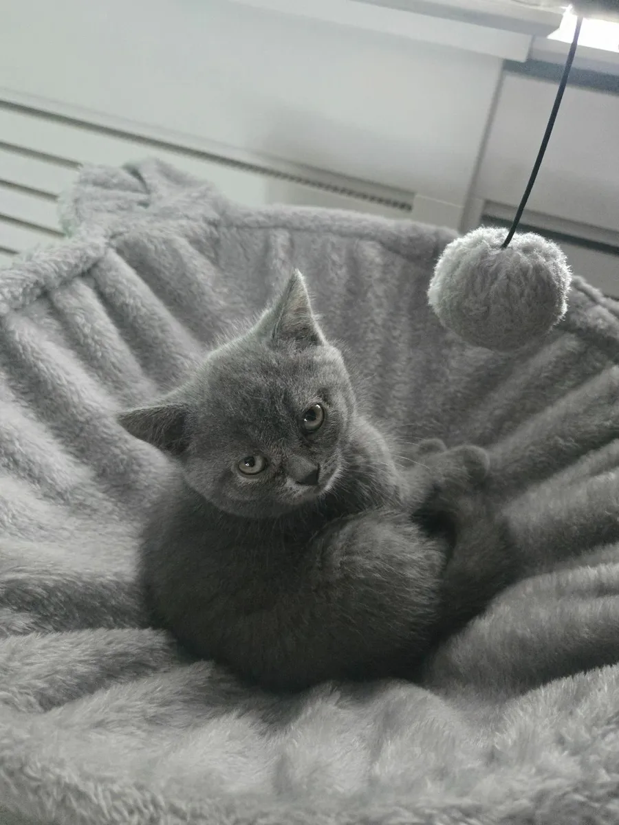 British short hair kittens - Image 2