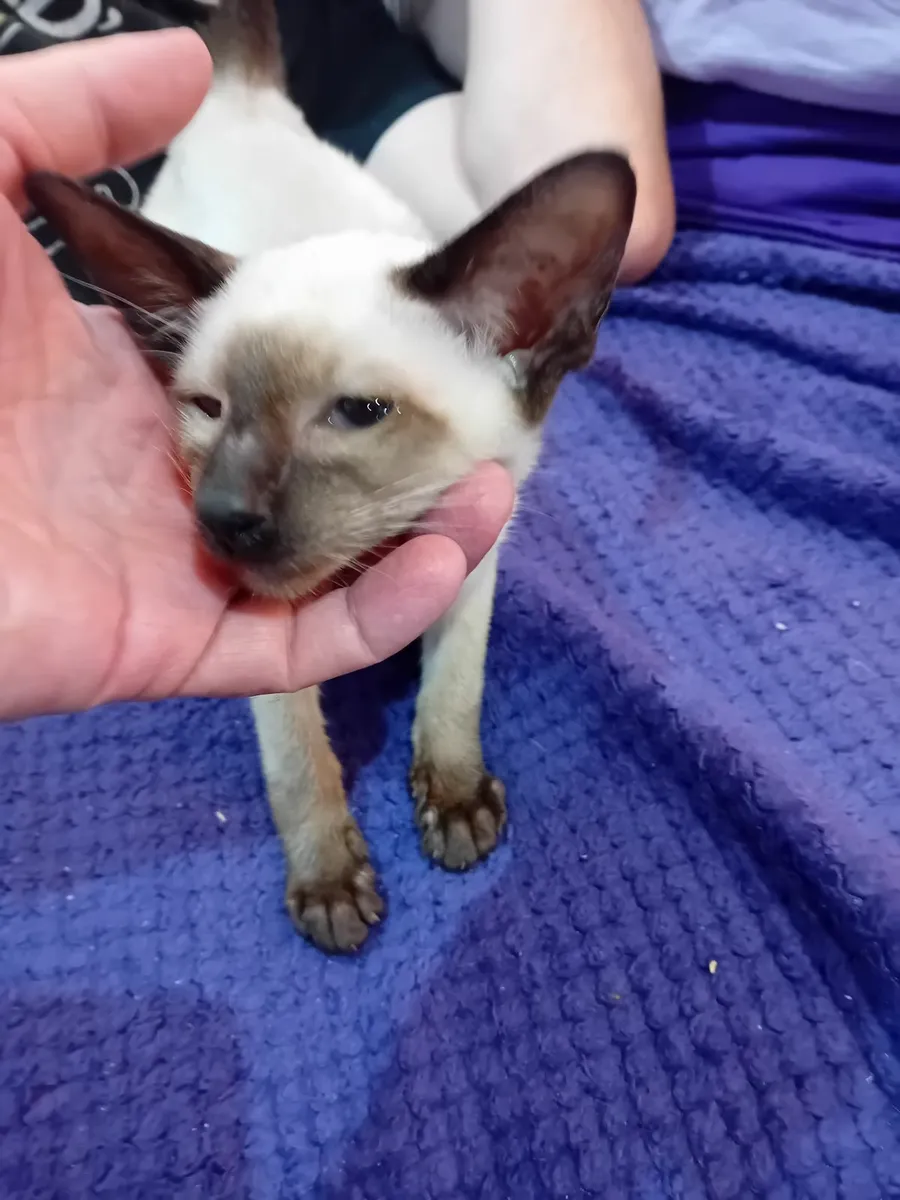 Siamese kittens - Image 1