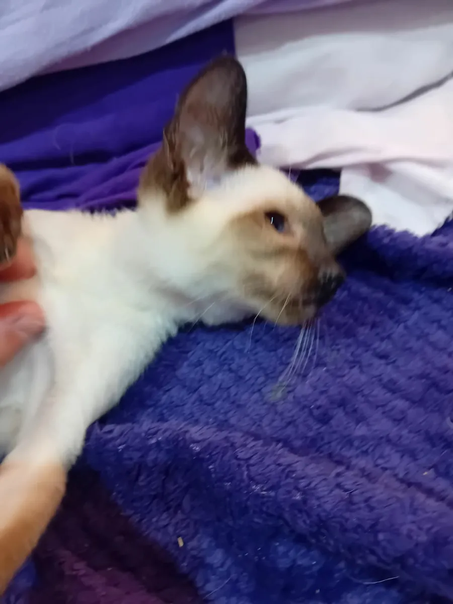 Siamese kittens - Image 2