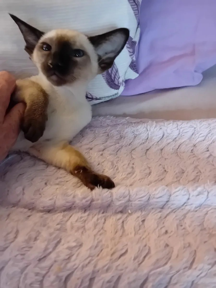 Siamese kittens - Image 4