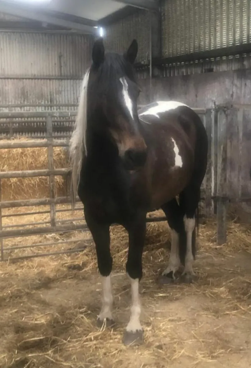 Corlough Clover Mare - Image 1