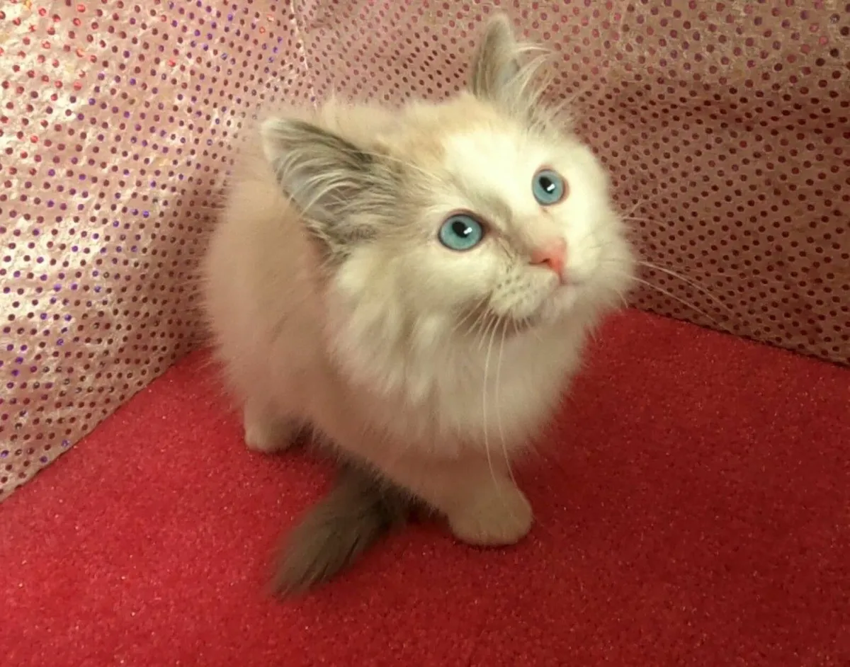 💙 Pedigree Neutered Ragdoll Kitten 💙 - Image 1